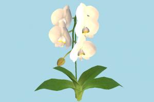 Flower flower, grass, plant, sprout, plants