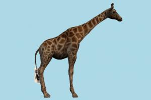 Giraffe giraffe, animal, animals, wild, nature, mammal, ruminant, zoology, zoo