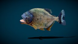Piranha Fish (Low poly) fish, piranha, ocean, marinelife, pirana, freshwater, lowpoly, creature, nyi, nyilonelycompany, noai, serrasalmidae, characiformes, freshwater_fish, pygocentrus_nattereri, river_fish
