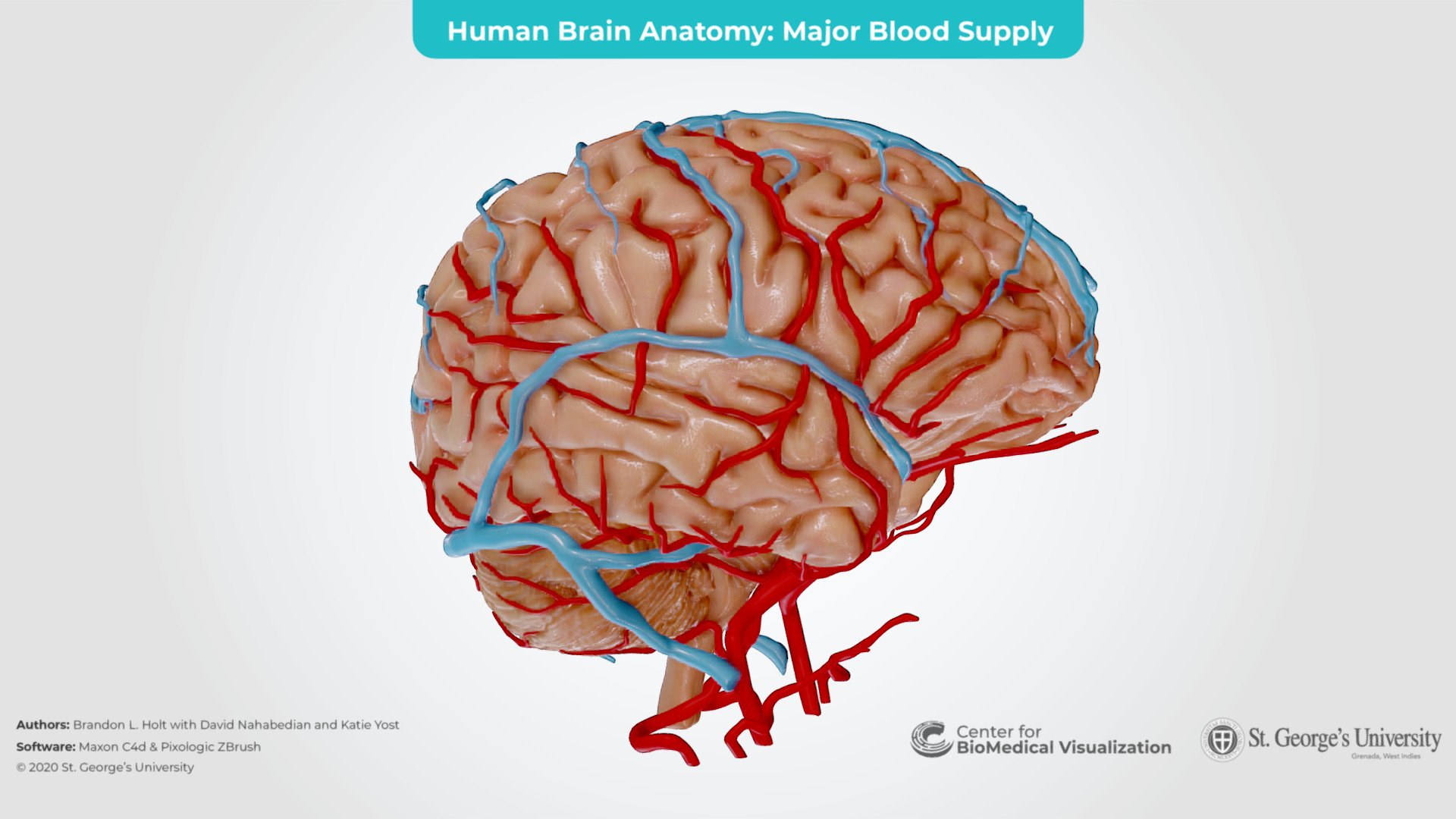 Sometimes 2D illustrations will not allow you to fully understand spacial relationships of one structure to another. 3D models can be an excellent way to better understand complex anatomy.

The Cerebrum of this model was created by extracting MRI data from an anonymized patient. 
The Cerebellum was created by 3D Scanning a plastinated specimen from our lab. 
- The 3D model was then cleaned up and detailed in Pixologic ZBrush. 

The intended audience for this model are 1st year medical students, physicians, and researches 3d model