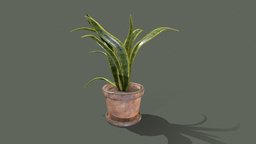 Snake plant office, green, plant, plants, pot, garden, palm, gameprop, worn, snake, furniture, nature, unrealengine, greenery, pianta, plant-pot, pbr-texturing, snakeplant, pbr, gameasset, sansevieria