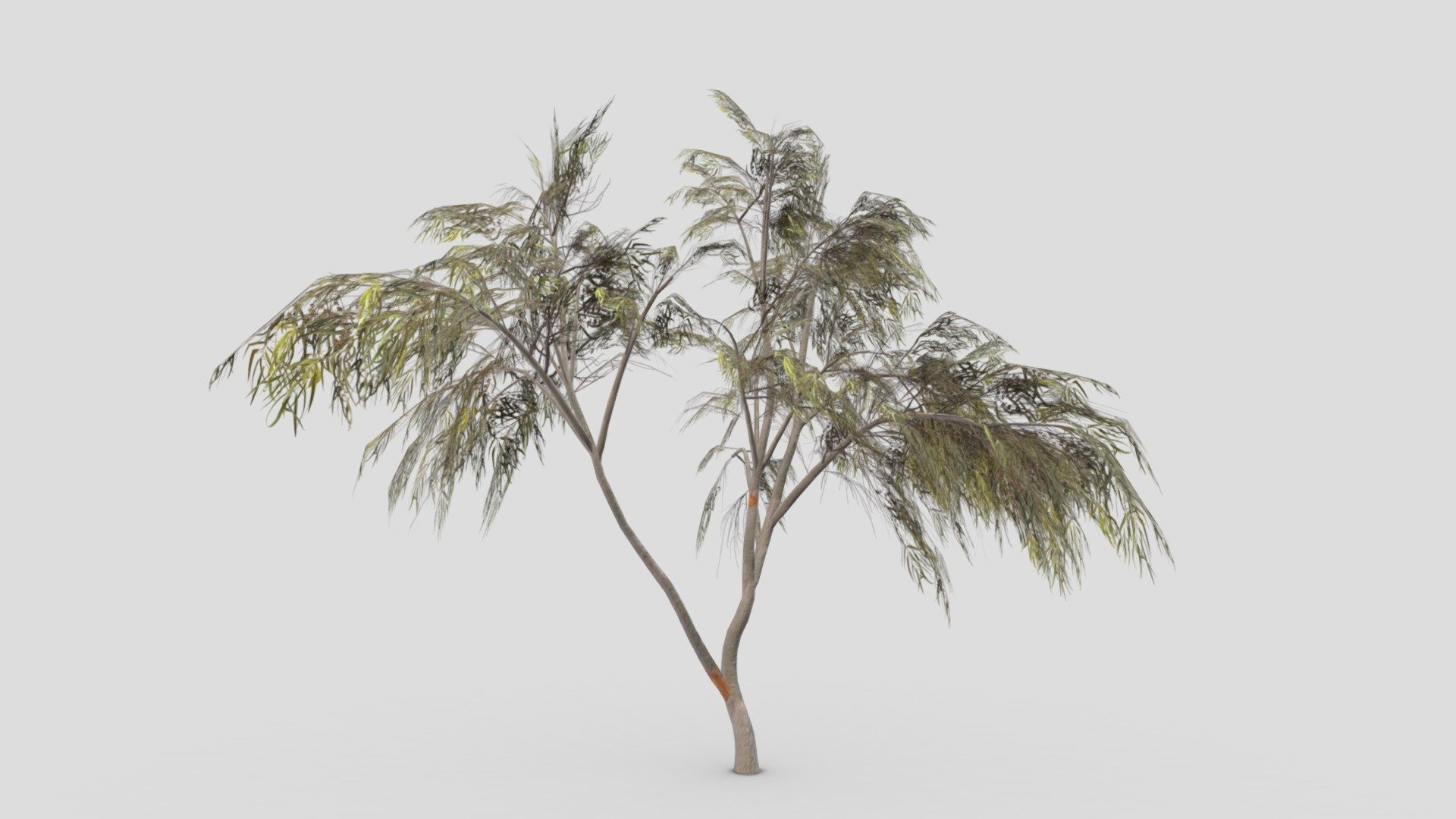 This is a low poly model of the Eucalyptus Aus Tree. I made this file for game developers and I try to provide lowpoly model 3d model