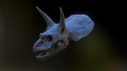 Triceratops Horridus, Nat. Hist. Museum, Oxford cast, triceratops, dinosaurs, horridus, dinosaur