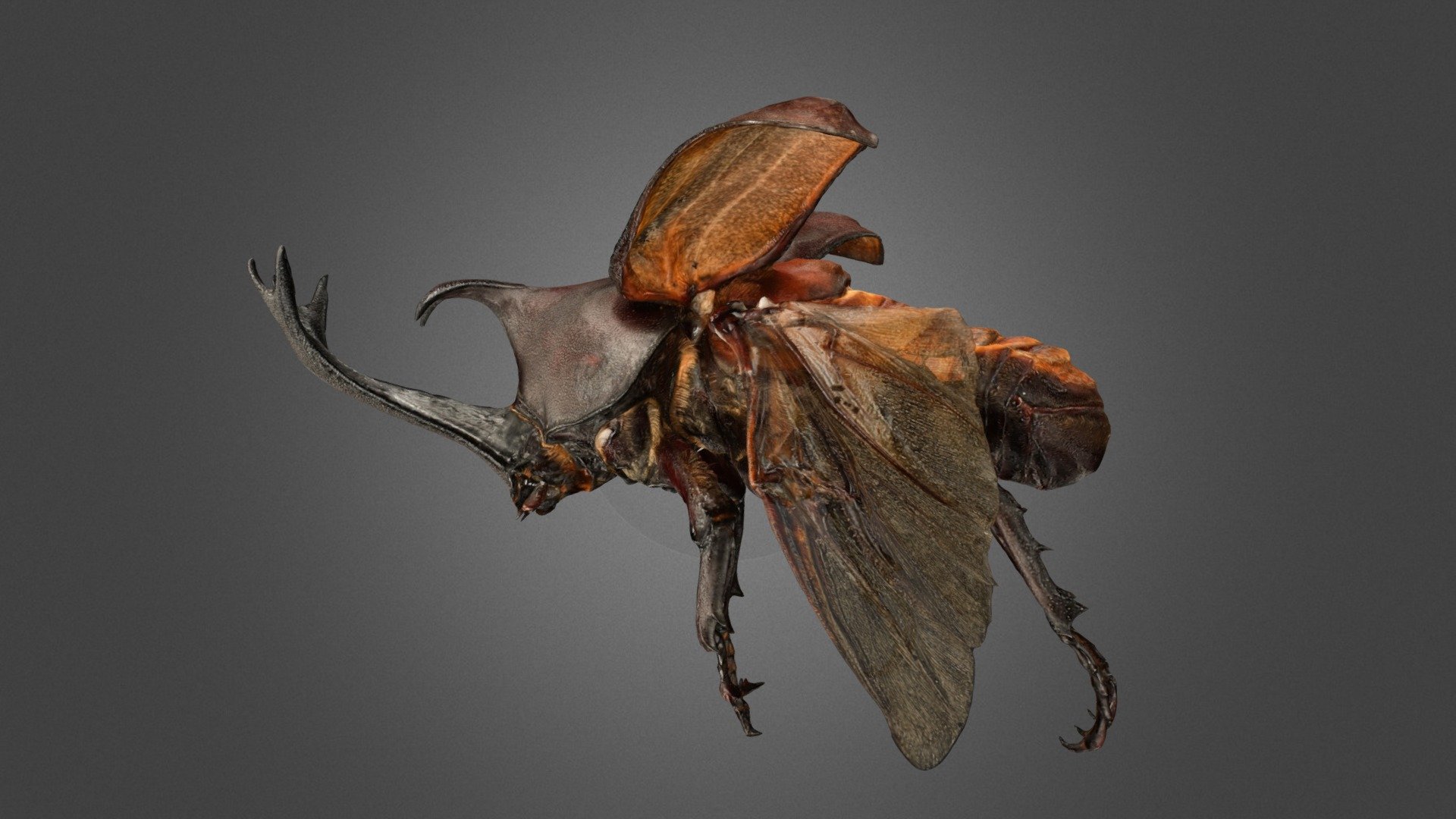 Kumamoto, Japan. 熊本県球磨盆地. 全長78mmの大型個体. 翅が透明のモデル. Wings transparent.


Detail: https://ffish.asia/s/57517


Animalia 動物界

　 Arthropoda 節足動物門

　　 Insecta 昆虫綱 昆虫類

　　　 Coleoptera 甲虫目・コウチュウ目

　　　　 Scarabaeidae コガネムシ科

　　　　　 Trypoxylus カブトムシ属

　　　　　　 Trypoxylus dichotomus カブトムシ - カブトムシ ♂ Japanese Rhinoceros Beetle (Transparent) - 3D model by ffish.asia / floraZia.com (@ffishAsia-and-floraZia) 3d model
