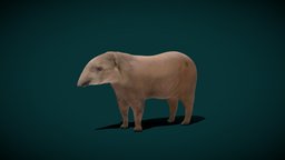 Lowland Tapir FeMale Animal (Endangered) animals, creatures, wild, asia, mammal, america, zoo, central, nature, wildlife, tapir, game-asset, southeast, herbivorous, lowland, endangered-species, animalia, lowpoly, tapirus-terrestris, nyilonelycompany, tapirs, noai, tapiridae, terrestris, blender-addon, anyimals, tapiromorpha, femaile-tapir