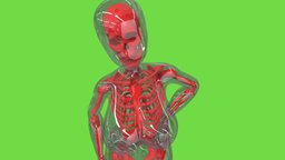 Glass Girl body, skeleton, humanoid, , women, girls, , , woman, womens, , skeletons, animegirl, girl, girl-model, -woman, anime3d, -girl, -female, girlcharacter, -, -woman, -model, character, girl, human, anime