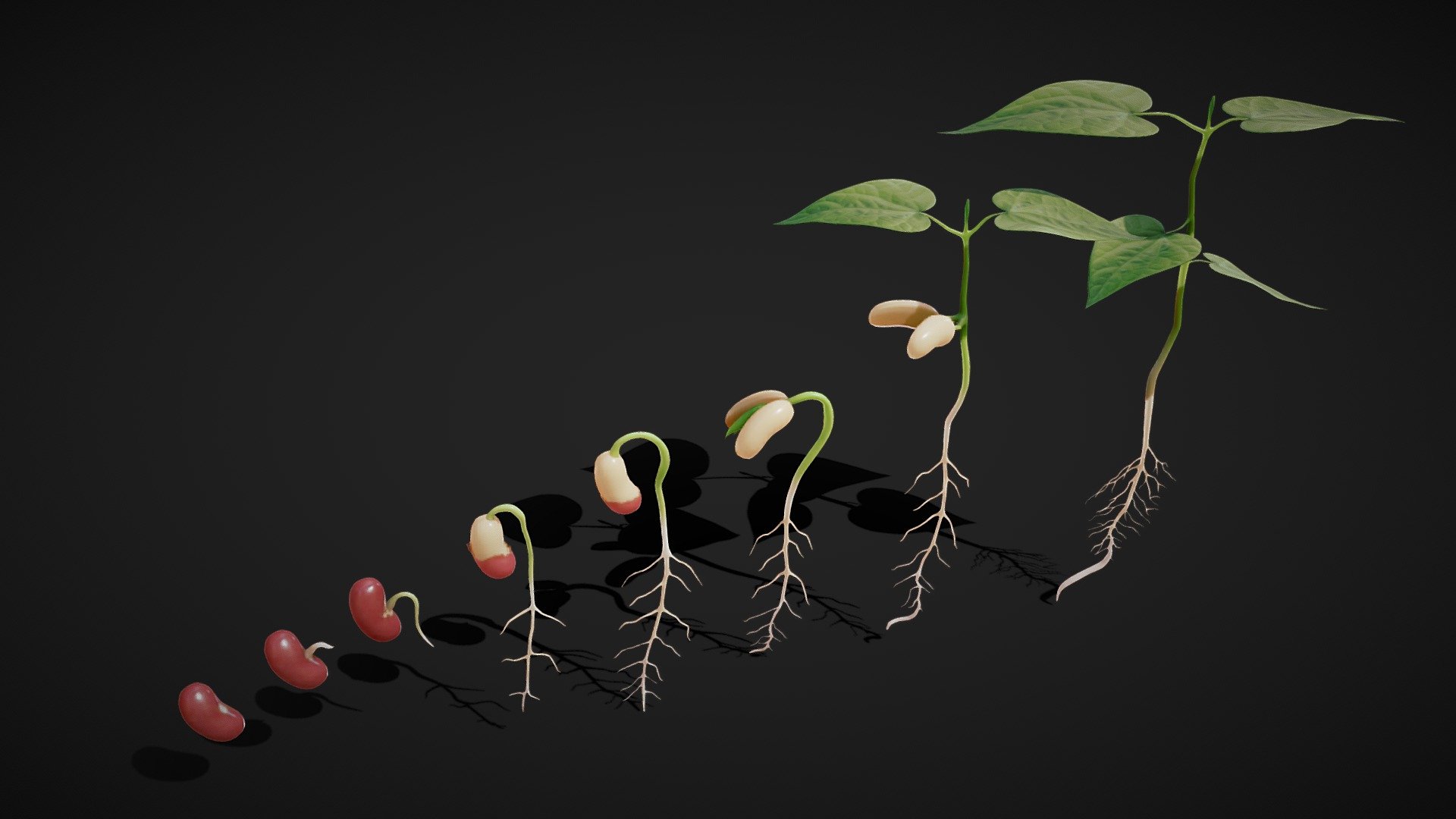Process Of Seed Germination

Germination is the process by which an organism grows from a seed or spore. The term is applied to the sprouting of a seedling from a seed of an angiosperm or gymnosperm, the growth of a sporeling from a spore, such as the spores of fungi, ferns, bacteria, and the growth of the pollen tube from the pollen grain of a seed plant.




Format: FBX, OBJ, MTL, STL, glb, glTF, Blender v3.5.1

Optimized UVs (Non-Overlapping UVs).

4k and 2K Maps (PBR) ( Jpeg and Png)

Base Color (Albedo)

Normal Map

AO Map

Metallic Map

Roughness Map

Height Map
 - Process Of Seed Germination - Buy Royalty Free 3D model by Nima (@h3ydari96) 3d model