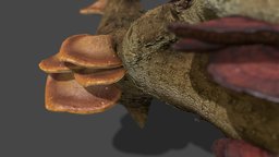 Mushroom_25&26 forest, mushroom, fungus, biology, props, nature, fungi, champignon, foret, mycology, champi, metashape, asset, blender, scan, gameasset, gameready, environment, mycologist, noai