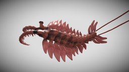 Odd Shrimp odd, red, biology, fossil, paleontology, seabed, lobster, resurrection, foraging