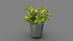 Hoya australis Lisa plant, plants, houseplant, houseplants, photogrammetry, 3dscan, hoya-australis, waxvine, wax-vine, plant-scan, plants-scan