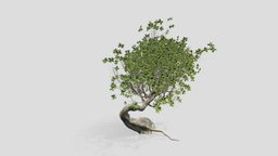 OLD TREE tree, old, nature, oldtree, free