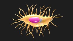 Osteocyte Bone Cell anatomy, biology, micro, organism, cell, bone, tissue, membrane, cells, science, matrix, synthetic, skeletal, stress, mitochondria, microscopic, function, response, nucleus, microenvironment, microbiology, osteoblast, regulation, cytoplasmic, oblate, canaliculi, dendritic, lacunae, osteon, osteocyte, bonecell, noai, osteoblasts, osteocytes, orchestrating, bonehealth, skeletalhealth, osteoclast, homeostasis, "boneanatomy", "osteoprogenitor", "mesenchyme"