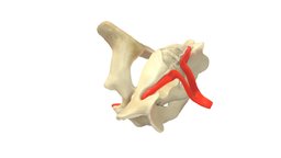 The Atlas and Axis of R. norvegicus. Animated anatomy, rattus-norvegicus, rattus_norvegicus, atlas_vertebra, axis_vertebra, vertebral_artery