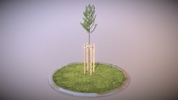 Tilia Tree 2 Meters in Summer Season tree, flora, baum, version, summer, linde, game-ready, urban-planning, tilia, 3dhaupt, city-tree, low-poly, blender3d