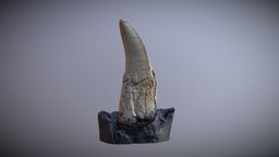 T-Rex Teeth t-rex, trex, teeth, dino