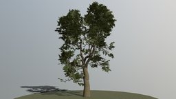 OakTree trees, tree, plant, oak, live, hero, leaf, foliage