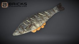 SeaBassOrangeButter gamereadyasset, 3dgameasset, bricks3dstudio, vietnam3dartoutsource, seabassorangebutter, seabassorangebutter3dmodel, seabassorangebutterdmodel, seabassorangebutter3dasset, seabassorangebuttergameready, gamereadyseabassorangebutter
