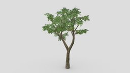Orange Tree- S05 plant, orange, unreal, nature, unity, lowpoly, 3d-orange, lowpoly-orange, orange-tree