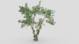 Cacao Tree( Green Fruit)- 08 cacao-tree, 3d-cacaotree, lowpoly-cacao, 3d-lowpoly-cacao, cocoatree