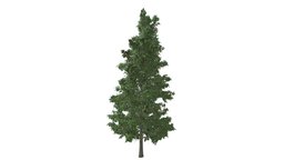 American Holly Tree #10 tree, green, plant, flora, growth, holly, vegetation, realistic, nature, photoreal, greenery, noai, american-holly