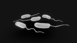 Vibrio Cholerae Bacteria anatomy, biology, pathogen, micro, cell, research, science, infection, healthcare, hygiene, pandemic, epidemic, disease, bacteria, contamination, microscopic, intestinal, gastrointestinal, sanitation, microorganism, microbiology, epidemiology, bacterium, bacteriology, publichealth, waterborne, dehydration, cholera, waterquality, noai, globalhealth, infectiousagent, bacterialinfection, vibriocholerae, healthcrisis, watercrisis, diarrhea, bacterialdisease, intestinalinfection, "preventable", "waterborneillness", "preventivehealth"