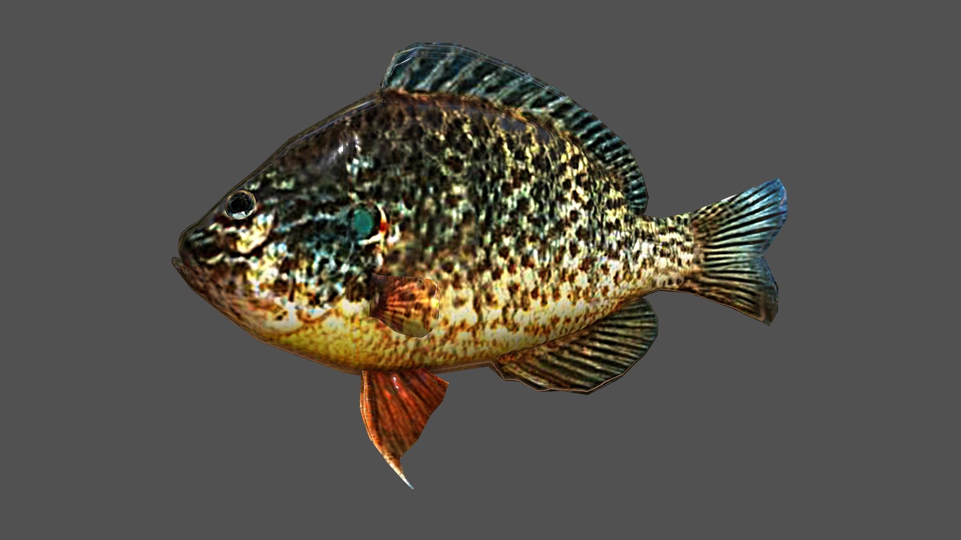 Redear Sunfish - 3D model by josluat91 3d model