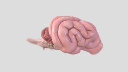 Dog Brain anatomy, brain, dog, canine, brains, veterinary, veterinary-medicine, veterinary-anatomy
