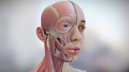 Head Anatomy & Musculature neck, anatomy, biology, muscles, photorealistic, scientist, blender-3d, medicalanimation, medicalart, medicalvisualisation, glands, blender, blender3d, medical, medicalvis