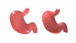 Stomach organ, blood, food, anatomy, biology, inside, science, medicine, woman, stomach, disease, belly, digestive, digestion, man, medical, human, medcial, mdeical, mdeic