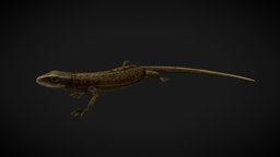 Lizard Lacerta Vivipara life, lizard, wild, ready, nature, reptile, amphibian, coldblooded, lacerta, game, low, poly, animal, dragon, vivipara