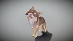 Funny dog 29 beast, archviz, scanning, dog, pet, mammal, domestic, photogrametry, realistic, pets, ukraine, peoplescan, chihuahua, charming, domestic-animal, qeen, photoscan, realitycapture, photogrammetry, lowpoly, animal, funny, highpoly, scanpeople, deep3dstudio, standwithukraine, realityscan