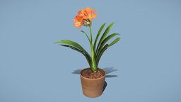 Bush lily plant, plants, flower, flowers, houseplant, houseplants, clivia, photogrammetry, 3dscan, plant-scan, plants-scan, bush-lily