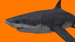 megalodon shark, fish, underwater, animals, ocean, giant, water, dinosaurs, megalodon, animal, monster, dinosaur, sea, the_meg