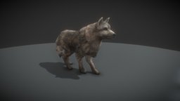 Fantasy Dog rpg, dog, mmo, unity, fantasy