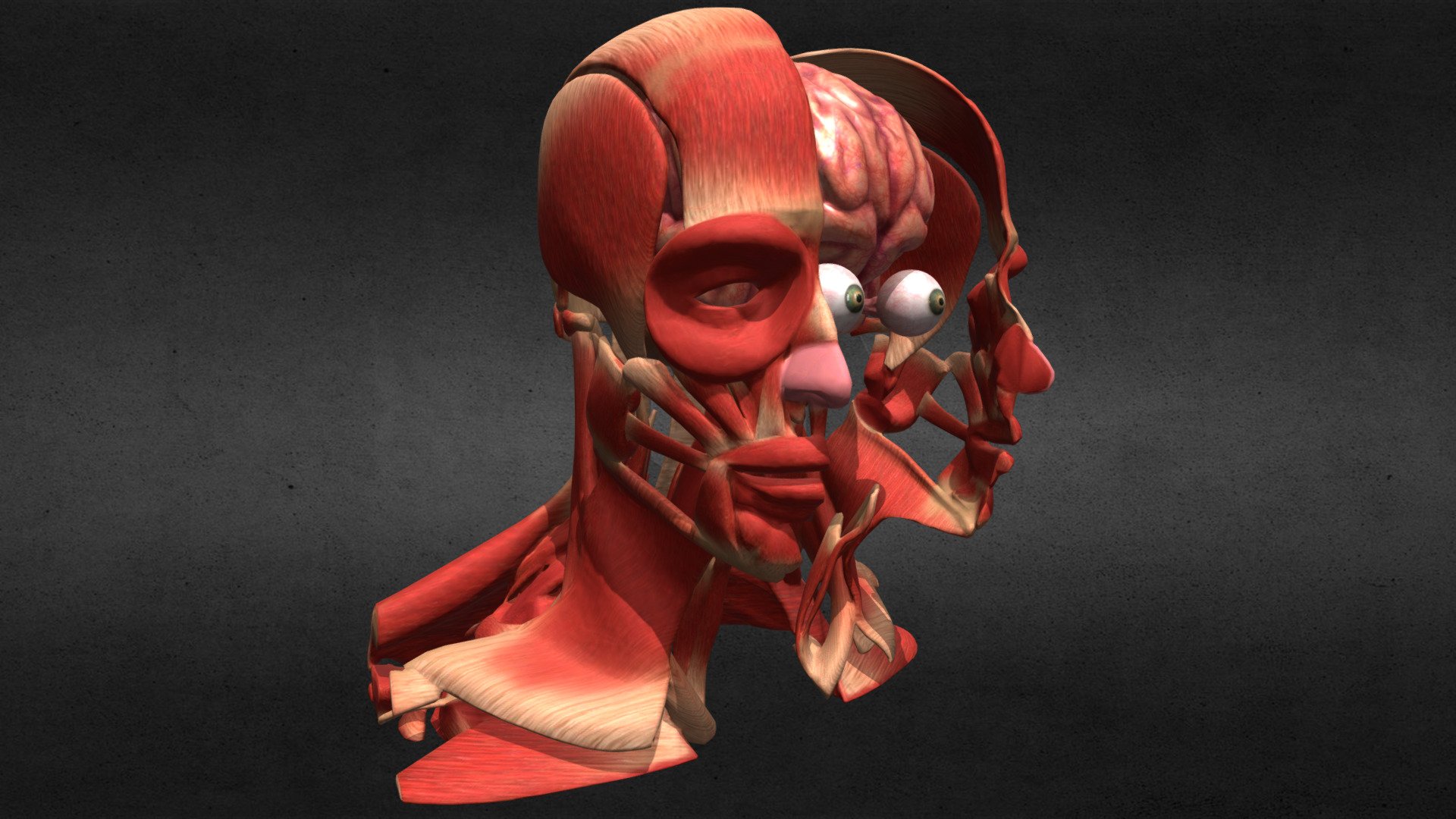 Head Muscle Brain Brainstem Eye System - Head Muscle Brain Eye System - Buy Royalty Free 3D model by flarar-01 (@flarar) 3d model