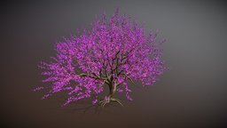 Tree Cherry Blossoms tree, plant, forest, japan, cherry, other, asia, pink, sakura, leaf, nature, cherrytree, blossoms, cherryblossoms, sakuratree, cherryblossum, environment, foresttree