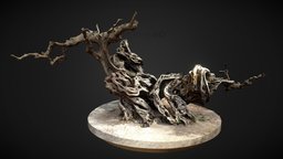 Olive Tree | 2500 years old trees, tree, scanning, retopology, greece, old, nature, realitycapture, photogrammetry, texture, 3dscan, overhead4d