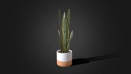 Sansevieria Snake Plant plant, pianta, snakeplant, sansevieria
