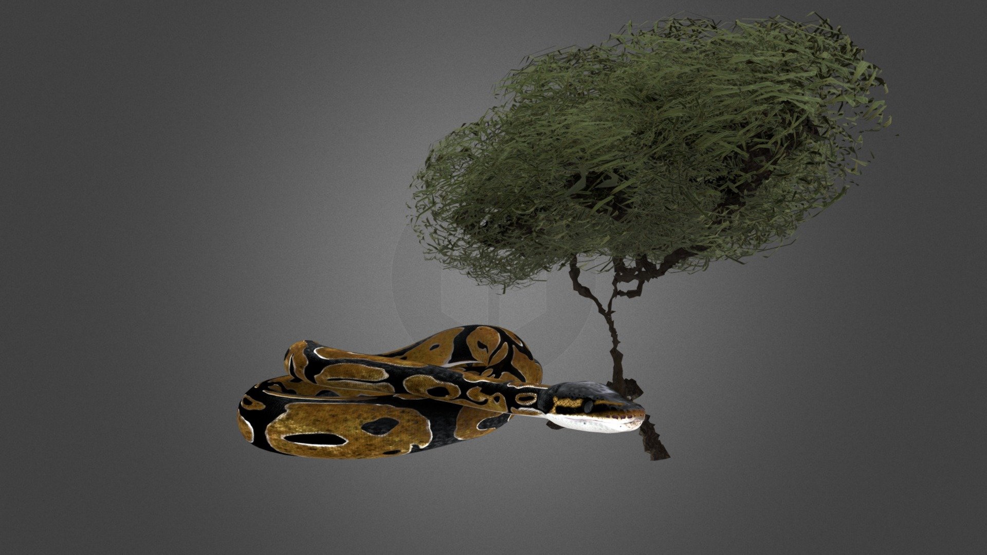 Last Life On The Earth Pythons

The Pythonidae, commonly known as pythons, are a family of nonvenomous snakes found in Africa, Asia, and Australia. Among its members are some of the largest snakes in the world. Ten genera and 42 species are currently recognized 3d model