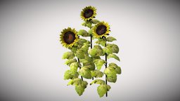 Sunflowers plant, flower, garden, sunflower, vegetation, unwrap, pbr