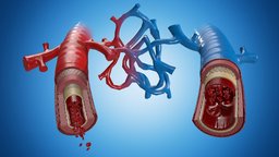 Medical view artery, realtime, temps, reel, marmoset, vein, painter, 3d, blender, pbr, medical
