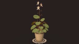 House Plant (Saxifraga stolonifera) green, plant, flora, pot, flower, growth, flowerpot, vr, leaf, aaa, vegetation, foliage, nature, ue4, unrealengine4, gamereadyasset, doily, aaa-game-model, unity, lowpoly, house, decoration, gameready