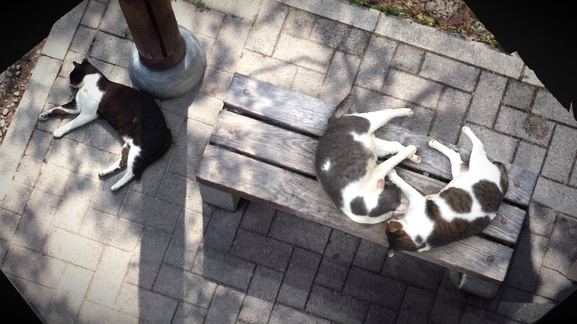 Created in RealityCapture by Capturing Reality from 214 images in 00h:18m:32s.

5 Control Points to

Combine   Cats (Gaju&amp;amp;Annie) RIP  

 Cat(Nana), Their Sister  


Brothers





Gaju(ガジュ)　♂ 2012 ～ 2019.3




Annie(アニー)　♂ 2011 autumn ～ 2019.3



Scanned At Ritsumeikan University, Kinugasa Campus, Kyoto Japan. August, 2018.




Nana ♀2012 ～

Scanned At Ritsumeikan University, Kinugasa Campus, Kyoto Japan. May, 2019.

猫たちの紹介(Japanese) - Cats (Gaju, Annie, Nana) - Download Free 3D model by Yu (@FFT_kedar) 3d model