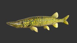 Pike fish, fishing, underwater, animals, ocean, aquarium, aquatic, nature, pike, sealife, seafood, pikefish, lowpoly, animal, animated, sea, boat