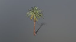 Date Tree 3d Animated PBR Model tree, plant, plans, unrealengine4, date, environment-assets, marmosettoolbag3, substancepainter, maya, unity, unity3d, gamemodel, environment