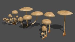 Mushroom_6 plant, forest, mushroom, fungus, biology, environement, props, nature, fungi, champignon, foret, mycology, environment-assets, mycelium, agisoft, asset, blender, lowpoly, scan, gameready, noai