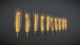 Wheat — FREE diffuse, plant, food, generative, plants, biology, organic, cereal, seed, supply, normals, bread, farm, nature, farming, cereals, free3dmodel, quads, supplies, oats, foods, normalsmap, wheat, freedownload, rye, free-download, seeds, freemodel, free-model, food3dmodel, barley, nature-plants, subdiv-ready, subdivision-ready, free, spica, quads-only