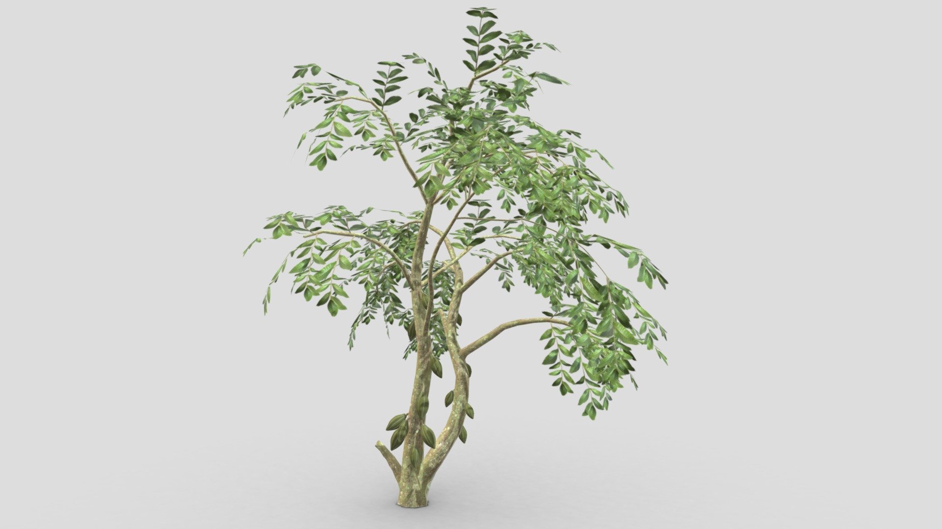 This is a 3D low poly model of a Cacao tree that you can use in your projects.

Info:

Theobroma cacao is a small evergreen tree in the family Malvaceae. Its seeds, cocoa beans, are used to make chocolate liquor, cocoa solids, cocoa butter, and chocolate. Native to the tropics of the Americas, the largest producer of cocoa beans in 2018 was Ivory Coast, at 2.2 million tons 3d model