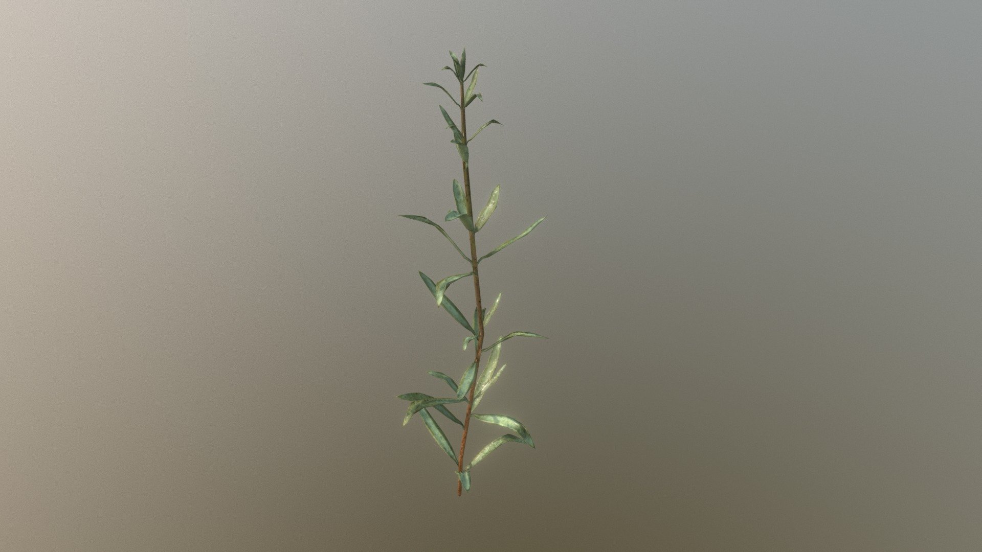 made in Blender and Substance Painter - Rosemary - Buy Royalty Free 3D model by Anežka Hájková (@anezka) 3d model