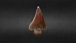 Fantasy Mushroom (Cone, Tree) mushroom, prop, unity, unity3d, fantasy